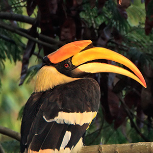 great hornbill flying in groups